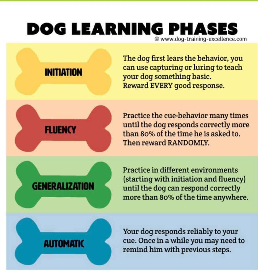 The Phases of Dog Learning