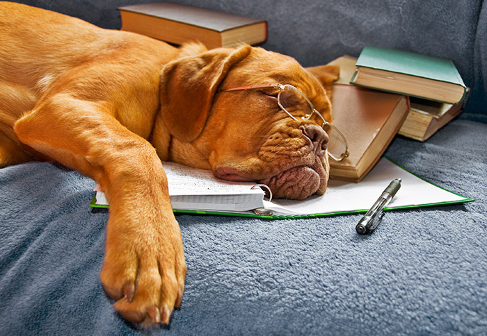 Dog sleeping on books