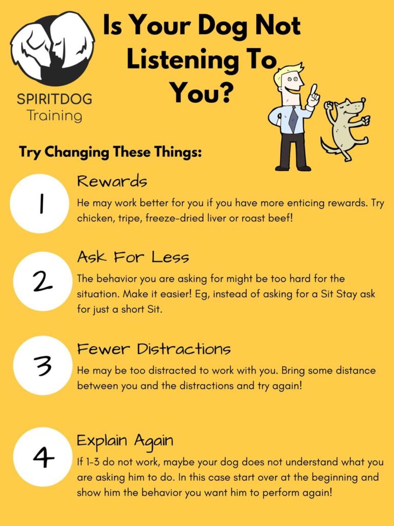 Tips for when your dog isn't listening to you