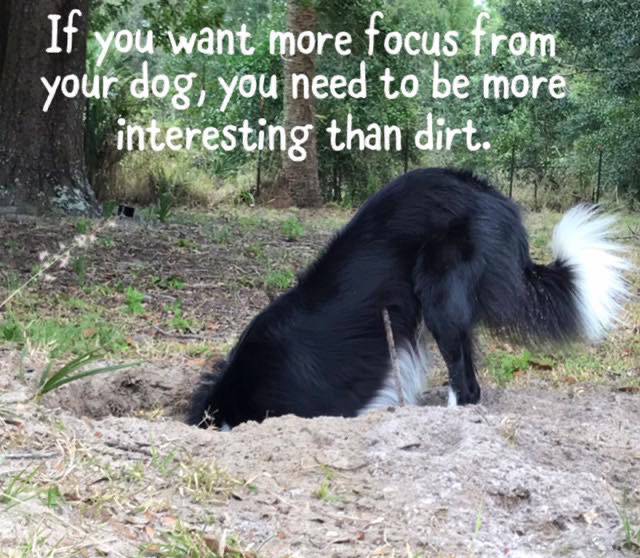 A dog with his head in the hole he dug in the ground, with a caption that reads "If you want more focus from your dog, you need to be more interesting than dirt."