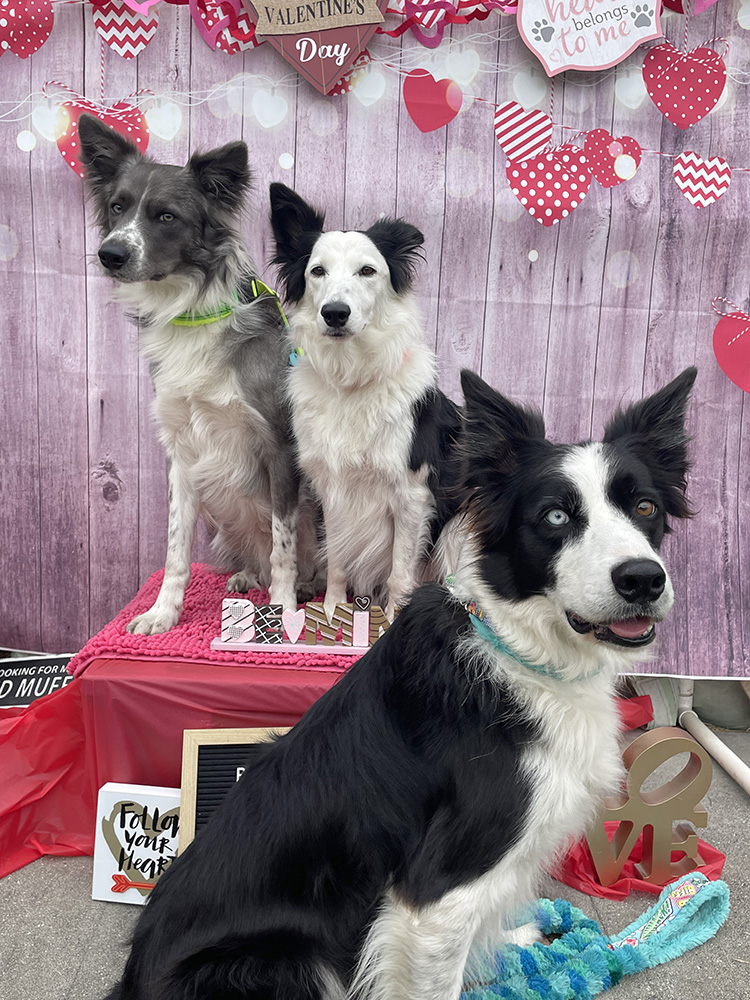 Three border collies posed in front of a Valentines Day backdrop